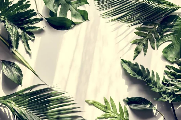 白色背景的热带绿叶 复制空间 — 图库照片