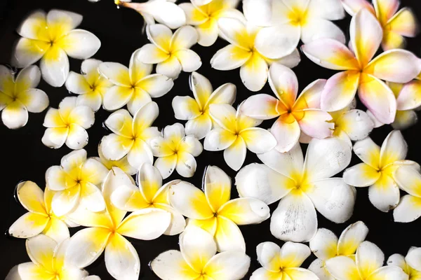 Plumeria Flotando Agua Salón Spa — Foto de Stock