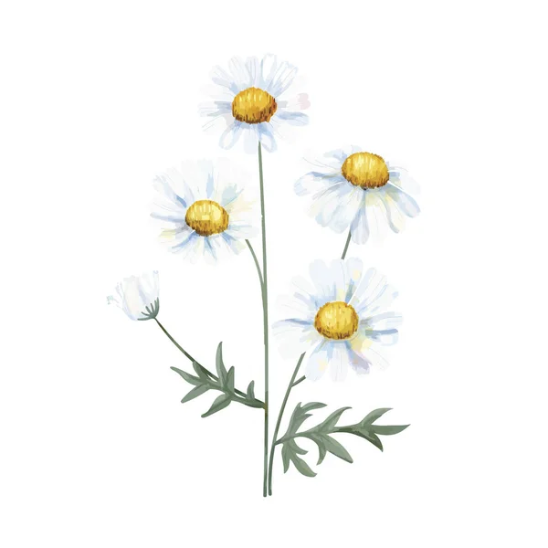 Рука Намальована Біла Загальна Ілюстрація Ромашкової Квітки — стокове фото