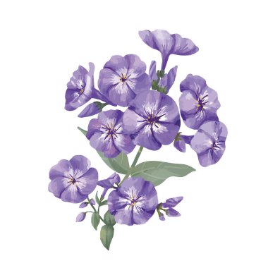 Elle çizilmiş mor phlox çizim çiçek