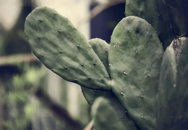 Imagen Cercana Del Cactus —  Fotos de Stock