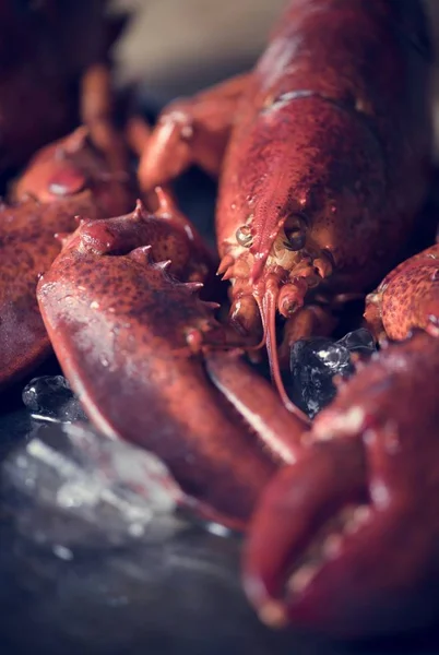 Homard Cuit Photographie Alimentaire Idée Recette — Photo