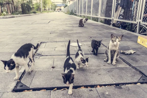 Grupp Söt Gatan Katter Och Kattungar — Stockfoto