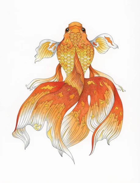 Japonês Goldfish Adulto Colorir Página — Fotografia de Stock