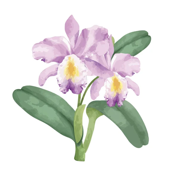 Hand Getekende Roze Orchidee Bloem — Stockfoto