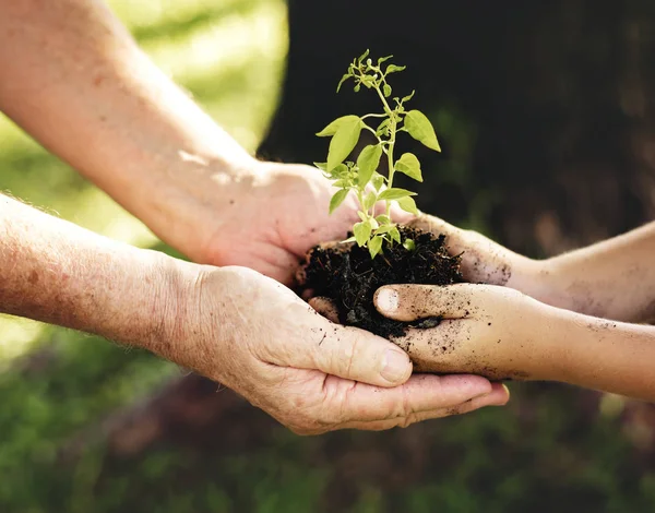 Familie Pflanzt Einen Neuen Baum Für Die Zukunft — Stockfoto