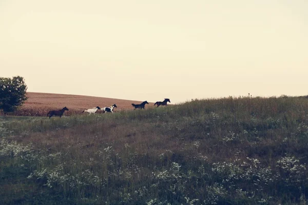 Caballos Campo Verde — Foto de Stock