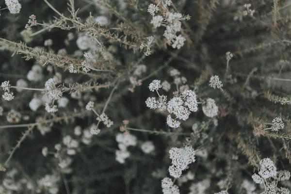 Fechar Minúsculas Flores Silvestres Brancas — Fotografia de Stock