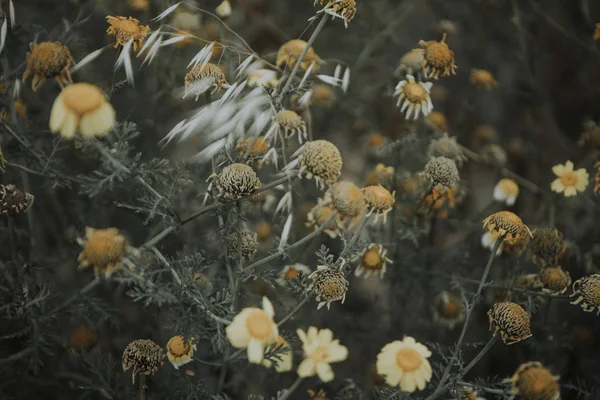 Bush Camomille Dans Nature — Photo