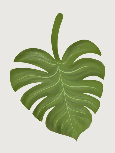 Split Tropikalny Liść Philodendron Ilustracja — Zdjęcie stockowe