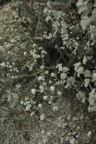 Flores Silvestres Brancas Minúsculas Com Chão Seco — Fotografia de Stock