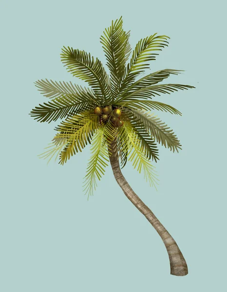 Тропічна Кокосова Пальма Ілюстрація — стокове фото