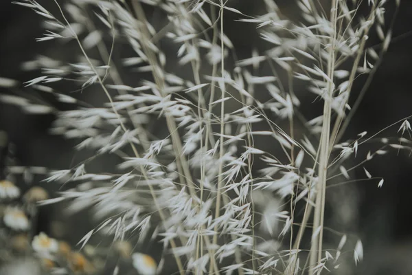 Trockenes Gras Das Wind Weht — Stockfoto