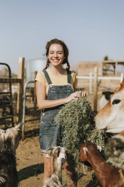 Cheerful young girl feeding goats and a cow clipart