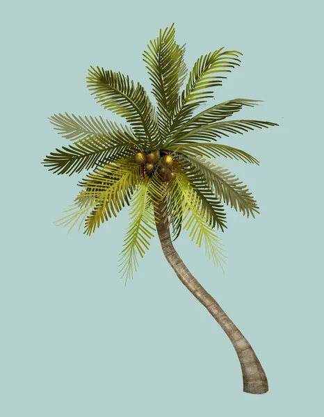 Ilustração Coqueiro Tropical — Fotografia de Stock