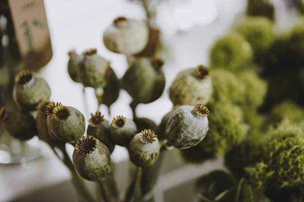 Bunch Poppy Seed Heads — Stock Photo, Image