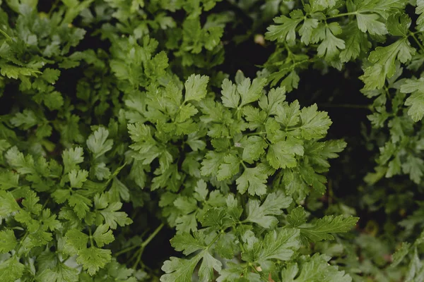 Nahaufnahme Von Silantroblättern Einem Garten — Stockfoto