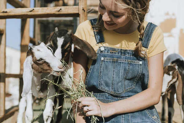 Mezőgazdasági Lány Eteti Kecskéit — Stock Fotó