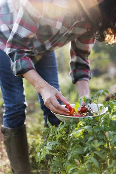 Agricultor Colhendo Tomates Orgânicos Frescos — Fotografia de Stock