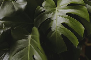 Bölünmüş yaprak bitkiyi closeup