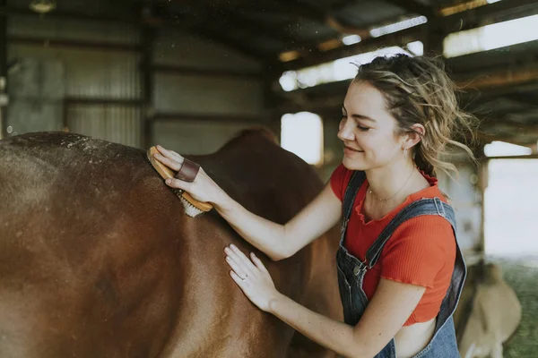 Menina Escovando Cavalo Castanho — Fotografia de Stock