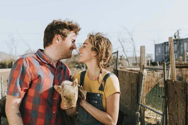 Casal Voluntários Num Santuário Para Porcos — Fotografia de Stock