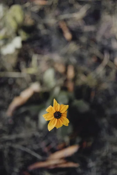 Closeup Της Μαύρος Eyed Susan Λουλούδι Στον Κήπο — Φωτογραφία Αρχείου