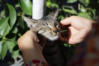 A yolunu yitirmek kedi ile oynarken kadın