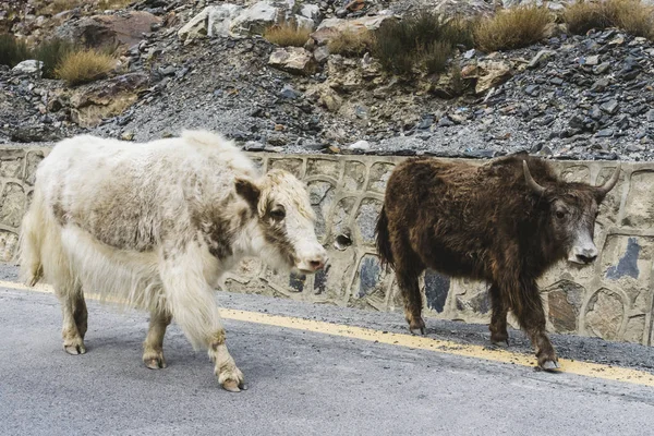 Yak Una Vaca Carretera Pakistán — Foto de Stock