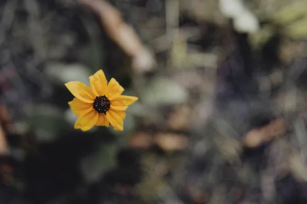 Susan Çiçek Bahçe Closeup — Stok fotoğraf