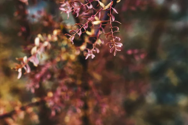 Close Outono Folhas Árvore Vermelha — Fotografia de Stock