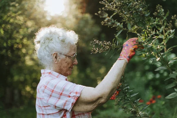 Seniorin Pflegt Die Blumen Ihrem Garten — Stockfoto