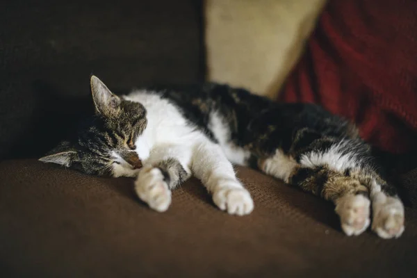 Katze Schläft Auf Braunem Sofa — Stockfoto