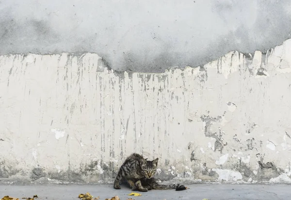 Lindo Gato Sentado Delante Una Pared Grunge — Foto de Stock