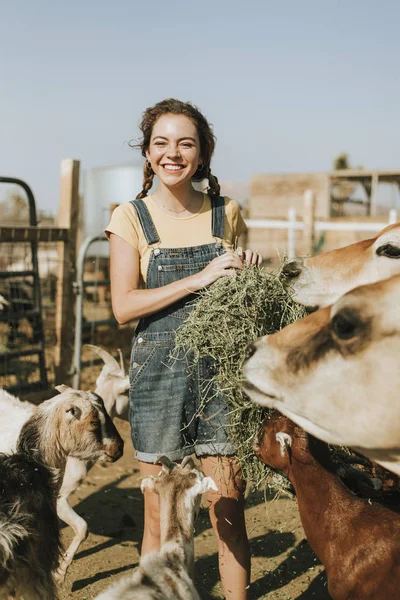 Jovem Alegre Alimentando Cabras Uma Vaca — Fotografia de Stock