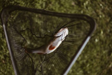 Balık ağına yakalanmış.