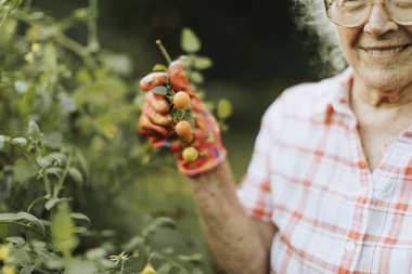 Onun bahçesinden taze kiraz domates toplama kadın kıdemli