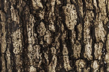 Bir ağaç arka plan kabuğu