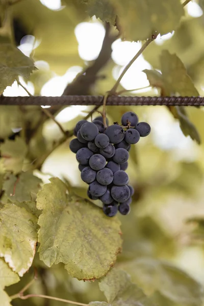 Крупный План Винограда Винограднике — стоковое фото