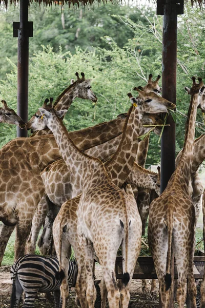 Eine Gruppe Giraffen Einem Outdoor Zoo — Stockfoto