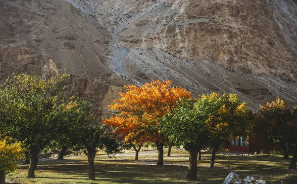 Pakistan Renkli Ağaçlarda Sonbahar Sırasında — Stok fotoğraf