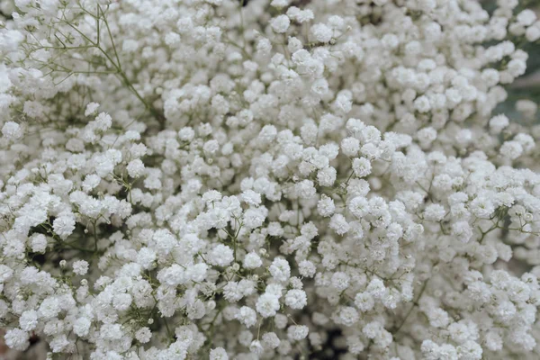Closeup White Flower Wallpaper — Stock Photo, Image
