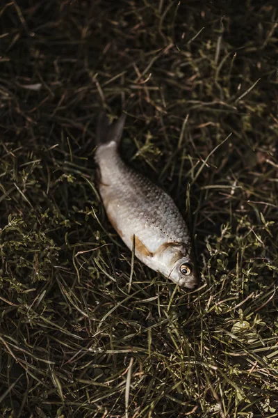 Fish Lying Grass — Stock Photo, Image