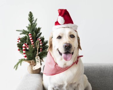 Şirin Labrador Retriever bir Noel şapka