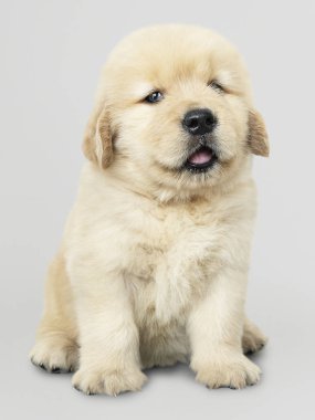 Sevimli Golden Retriever köpek yavrusu portre