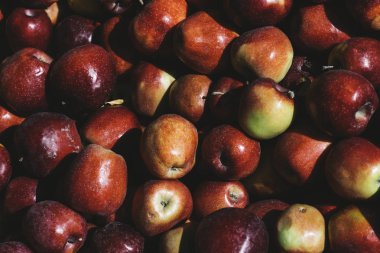 Taze kırmızı elma hasat