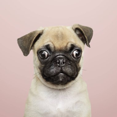 Sevimli Pug yavrusu solo portresi.