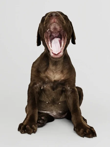 Retrato Adorável Labrador Retriever Chocolate — Fotografia de Stock