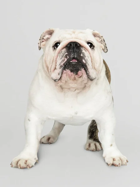 Adorable White Bulldog Puppy Portrait — Stock Photo, Image