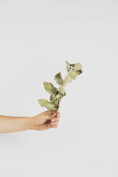 Hand Holding Dried Branch — Stock Photo, Image